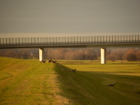 Reche vor der Mühlberger Brücke