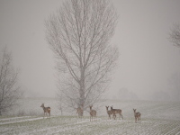 Rehe im Schneetreiben