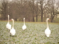 Schwäne an der Elbe