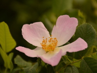 Blüten an der Elbe