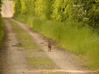 Osterhase hat sich verspaetet