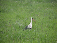 Störche an der Elbe