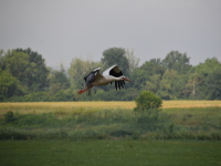 Storch an der Elbe