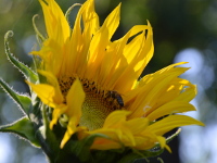 Sonnenblumen im Garten