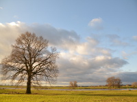 Elblandschaft im Januar