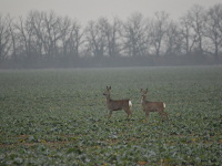 Rehe