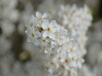 Obstblüten