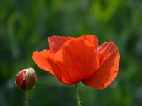 Mohnblumen an der Elbe und im Garten