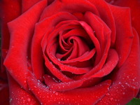 Rote Rosen
