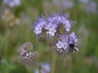 Phacelia