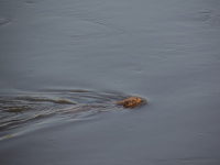 Tiere an der Elbe
