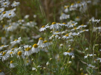 Zarte Blüte