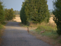 Bambi
