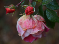 Rosen im Regen