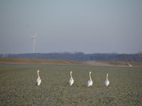 Fototermin an der Elbe-Schwäne