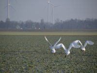 Schwäne an der Elbe