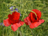 Mohn und Phacelia