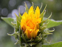 Sonnenblumen im Garten