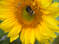 Insekten auf Nektarsuche