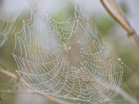 Spinnweben