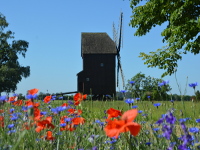 Lieblingsfotos von der Bockwindmuehle Altbelgern