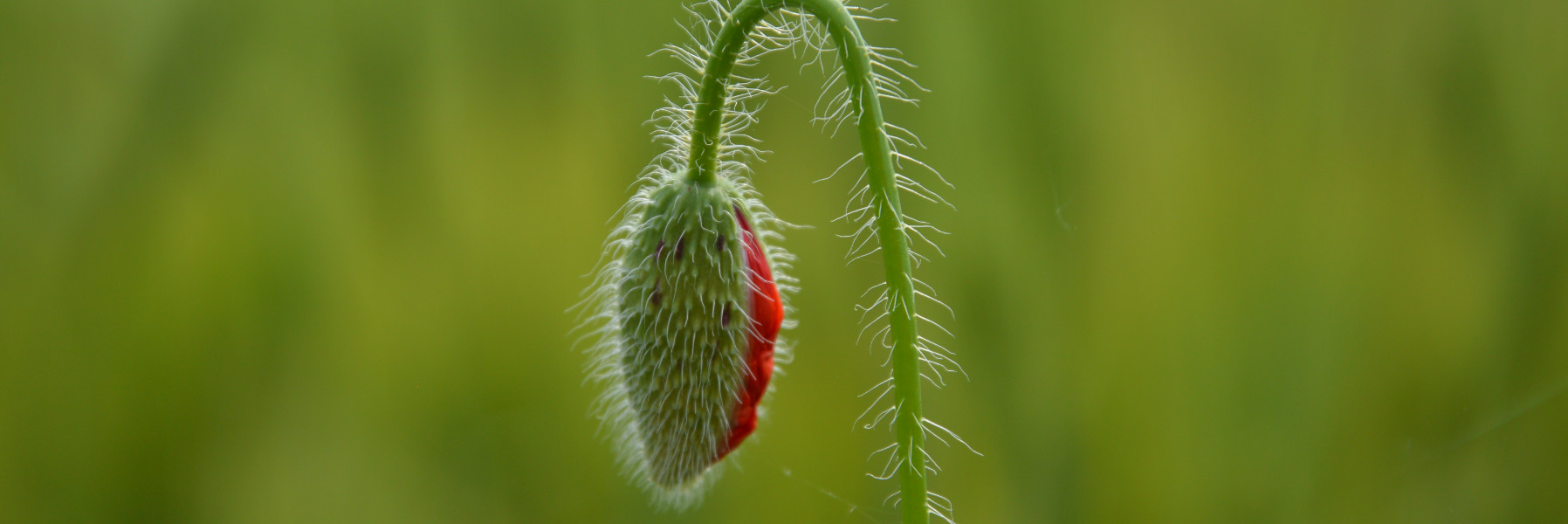 Mohnblume mit Haube