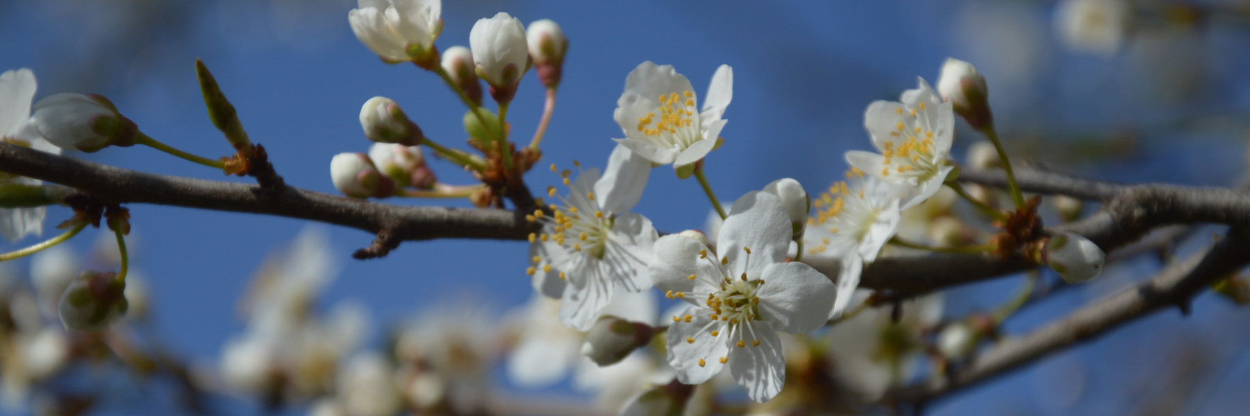 Obstblüte